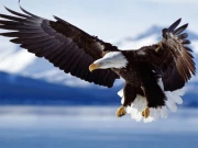 Animals Jigsaw Puzzle Eagle Online Puzzle Games on taptohit.com