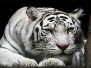 Animals Jigsaw Puzzle Tiger Online Puzzle Games on taptohit.com