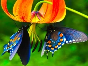 Butterfly Slide Online Puzzle Games on taptohit.com