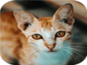 Cat-tastic Puzzle Challenge Online jigsaw-puzzles Games on taptohit.com