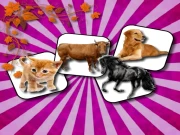 Domestic Animal Memory Challenge Online Puzzle Games on taptohit.com