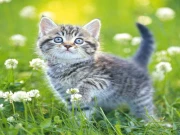Kittens Jigsaw Online Puzzle Games on taptohit.com