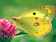 Nature Jigsaw Puzzle Butterfly Online Puzzle Games on taptohit.com