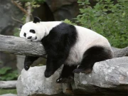 Pandas Slide Online Puzzle Games on taptohit.com