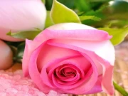 Pink Roses Puzzle Online Puzzle Games on taptohit.com