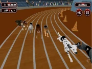 Real Dog Racing Simulator Game 2020 Online Racing & Driving Games on taptohit.com
