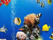 Sea Underwater Difference Online Puzzle Games on taptohit.com