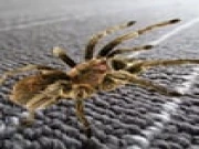 Spider Hidden Difference Online brain Games on taptohit.com