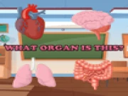 What Organ Is This? Online educational Games on taptohit.com